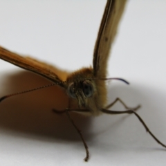 Heteronympha merope at McKellar, ACT - suppressed