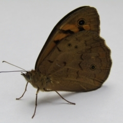 Heteronympha merope at McKellar, ACT - 1 Dec 2021