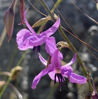 Arthropodium fimbriatum (Nodding Chocolate Lily) at Kambah, ACT - 1 Dec 2021 by AJB