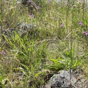 Arthropodium fimbriatum at Kambah, ACT - 1 Dec 2021