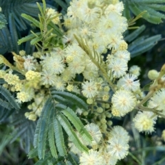 Acacia mearnsii (Black Wattle) at Kambah, ACT - 1 Dec 2021 by AJB