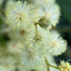 Acacia mearnsii at Kambah, ACT - 1 Dec 2021 11:14 AM