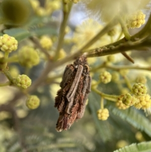 Psychidae (family) IMMATURE at Kambah, ACT - 1 Dec 2021