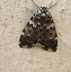 Halone coryphoea (Eastern Halone moth) at QPRC LGA - 1 Dec 2021 by Ozflyfisher