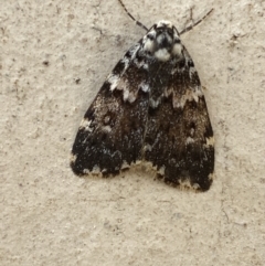 Halone coryphoea (Eastern Halone moth) at Queanbeyan, NSW - 1 Dec 2021 by FeralGhostbat