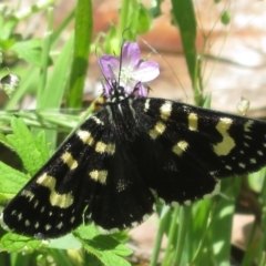 Phalaenoides tristifica (Willow-herb Day-moth) at Lower Cotter Catchment - 29 Nov 2021 by Christine