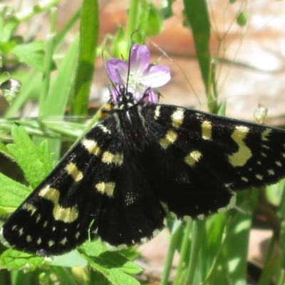 Phalaenoides tristifica (Willow-herb Day-moth) at Lower Cotter Catchment - 29 Nov 2021 by Christine