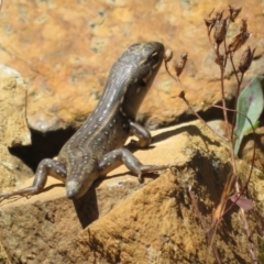 Liopholis whitii (White's Skink) at Cotter River, ACT - 29 Nov 2021 by Christine