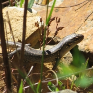 Liopholis whitii at Cotter River, ACT - 29 Nov 2021 11:01 AM