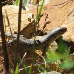 Liopholis whitii at Cotter River, ACT - 29 Nov 2021