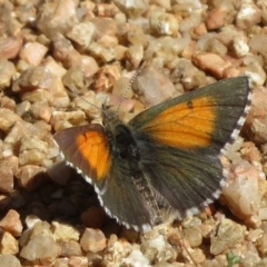 Lucia limbaria (Chequered Copper) at Cotter River, ACT - 28 Nov 2021 by Christine