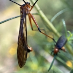 Harpobittacus australis (Hangingfly) at Kambah, ACT - 30 Nov 2021 by AJB