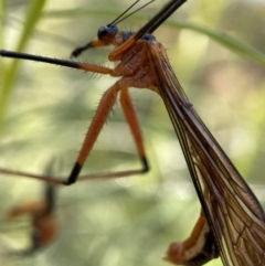 Harpobittacus australis at Kambah, ACT - 1 Dec 2021