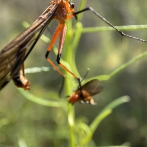 Harpobittacus australis at Kambah, ACT - 1 Dec 2021