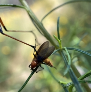 Harpobittacus australis at Kambah, ACT - 1 Dec 2021