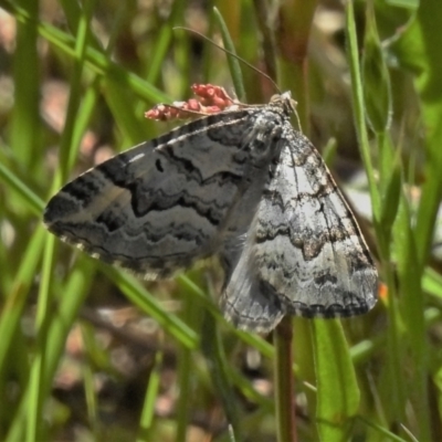 Chrysolarentia rhynchota (Rhynchota Carpet) at Cotter River, ACT - 28 Nov 2021 by JohnBundock