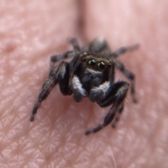 Unidentified Jumping & peacock spider (Salticidae) (TBC) at Belconnen, ACT - 1 Dec 2021 by Spectregram