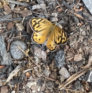 Heteronympha merope at Jerrabomberra, NSW - suppressed