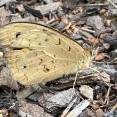 Heteronympha merope at Jerrabomberra, NSW - 1 Dec 2021