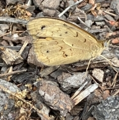 Heteronympha merope at Jerrabomberra, NSW - 1 Dec 2021