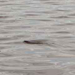 Hydromys chrysogaster (Rakali or Water Rat) at Mount Ainslie to Black Mountain - 1 Dec 2021 by LD12