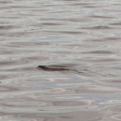 Hydromys chrysogaster (Rakali or Water Rat) at Mount Ainslie to Black Mountain - 1 Dec 2021 by LD12