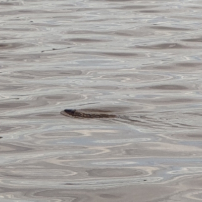 Hydromys chrysogaster (Rakali or Water Rat) at Lake Burley Griffin West - 1 Dec 2021 by LD12