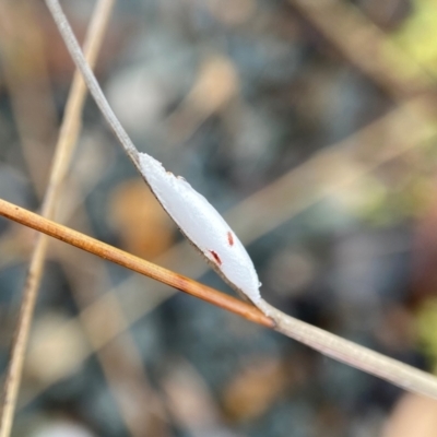 Unverified Moth (Lepidoptera) at Stromlo, ACT - 26 Nov 2021 by AJB