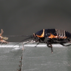 Ellipsidion australe at Evatt, ACT - 1 Dec 2021