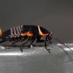 Ellipsidion australe at Evatt, ACT - 1 Dec 2021