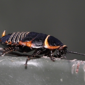 Ellipsidion australe at Evatt, ACT - 1 Dec 2021