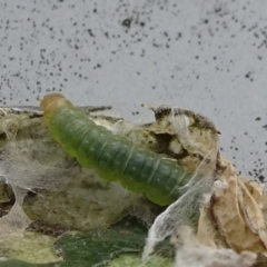 Lepidoptera unclassified IMMATURE (caterpillar or pupa or cocoon) at Reid, ACT - 28 Nov 2021 by JanetRussell