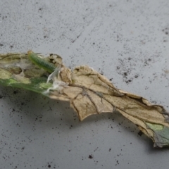 Lepidoptera unclassified IMMATURE at Reid, ACT - 28 Nov 2021