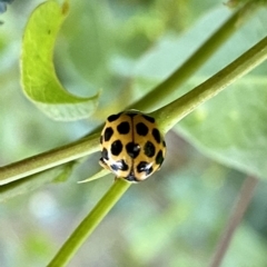 Harmonia conformis (Common Spotted Ladybird) at O'Connor, ACT - 29 Nov 2021 by AndrewCB