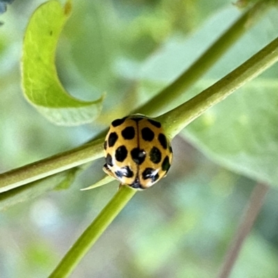 Harmonia conformis (Common Spotted Ladybird) at O'Connor, ACT - 29 Nov 2021 by AndrewCB