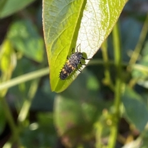 Harmonia conformis at O'Connor, ACT - 29 Nov 2021