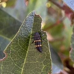 Harmonia conformis at O'Connor, ACT - 29 Nov 2021