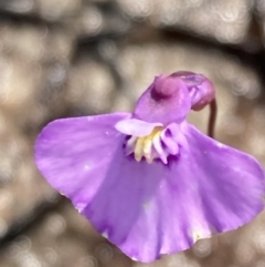 Utricularia uniflora (Single Bladderwort) at Vincentia, NSW - 30 Nov 2021 by AnneG1