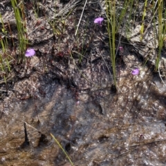 Utricularia uniflora at Jervis Bay National Park - 30 Nov 2021 03:47 PM