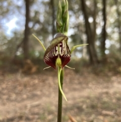 Cryptostylis erecta (Bonnet Orchid) at Jervis Bay National Park - 30 Nov 2021 by AnneG1