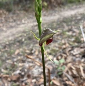 Cryptostylis erecta at Vincentia, NSW - suppressed