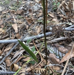 Cryptostylis erecta at Vincentia, NSW - suppressed