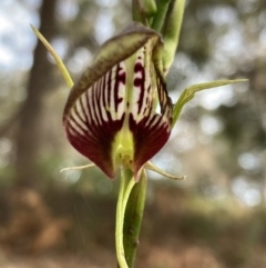 Cryptostylis erecta at Vincentia, NSW - suppressed