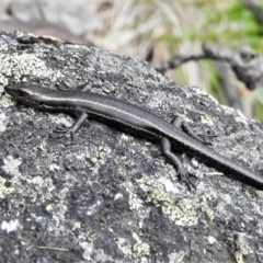 Pseudemoia spenceri (Spencer's Skink) at Namadgi National Park - 29 Nov 2021 by JohnBundock