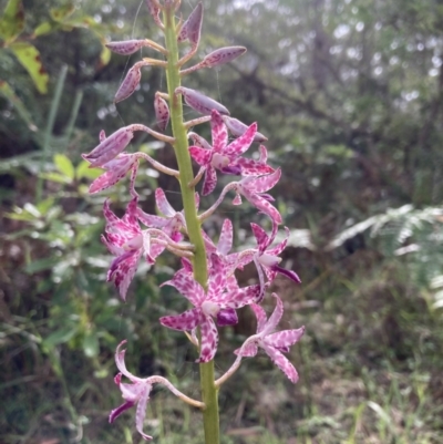 Dipodium variegatum (Blotched Hyacinth Orchid) at Vincentia Coastal Walking Track - 30 Nov 2021 by AnneG1