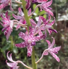 Dipodium variegatum at Vincentia, NSW - 30 Nov 2021