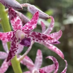 Dipodium variegatum at Vincentia, NSW - 30 Nov 2021