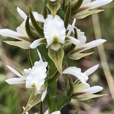 Prasophyllum sp. (A Leek Orchid) at Mount Clear, ACT - 1 Dec 2021 by BrianH