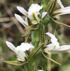 Prasophyllum sp. at Mount Clear, ACT - suppressed