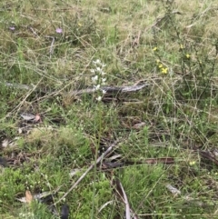 Prasophyllum sp. at Mount Clear, ACT - suppressed